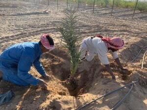 زراعة النخيل الطائف - هوم جاردن لتنسيق الحدائق