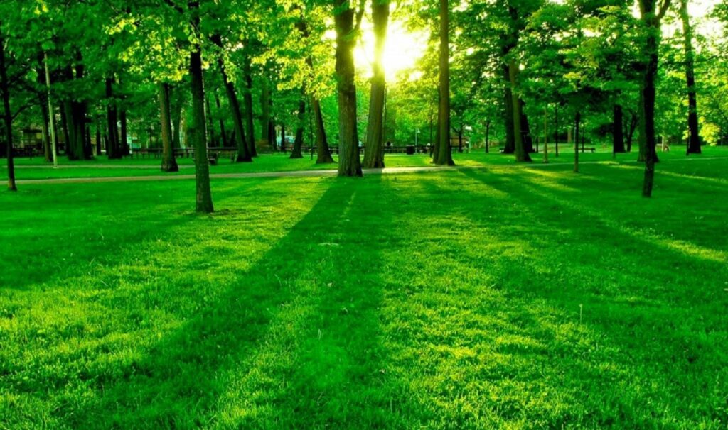 افضل شركة تركيب ثيل طبيعي فى الرياض – homegardensa.com