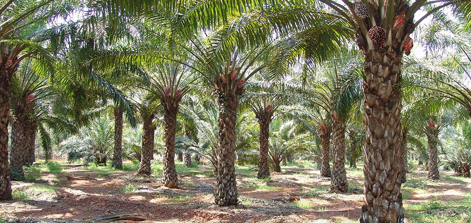 نصائح مهمة لتحديد وقت زراعة النخيل بنجاح وضمان النمو السليم – homegardensa.com