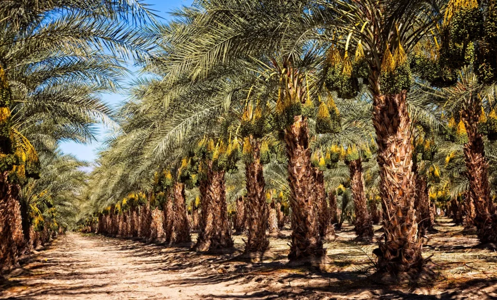 نصائح مهمة لتحديد وقت زراعة النخيل بنجاح وضمان النمو السليم – homegardensa.com
