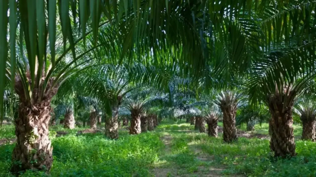 نصائح مهمة لتحديد وقت زراعة النخيل بنجاح وضمان النمو السليم – homegardensa.com