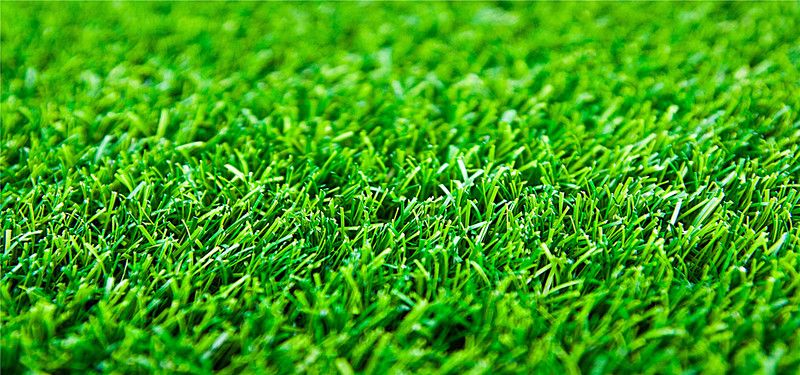 استمتع بالراحة"الثيل الامريكي" الذي يضفي جوًا من الطبيعة البرية على حديقتك! – homegardensa.com
