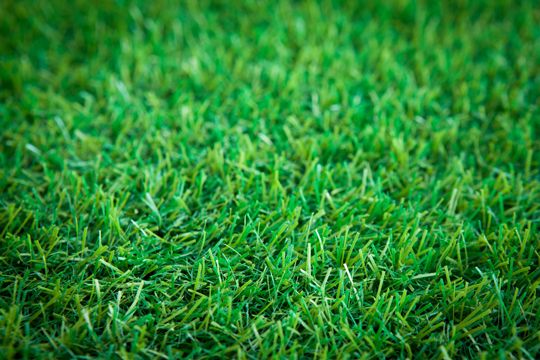 استمتع بالراحة"الثيل الامريكي" الذي يضفي جوًا من الطبيعة البرية على حديقتك! – homegardensa.com