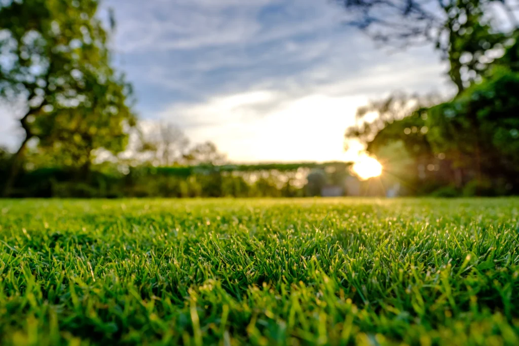 استمتع بالراحة"الثيل الامريكي" الذي يضفي جوًا من الطبيعة البرية على حديقتك! – homegardensa.com