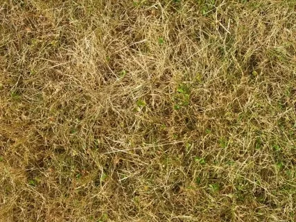 ما سبب اصفرار الثيل؟ اكتشف الأسباب والحلول الفعّالة لإعادة جمال حديقتك! – homegardensa.com