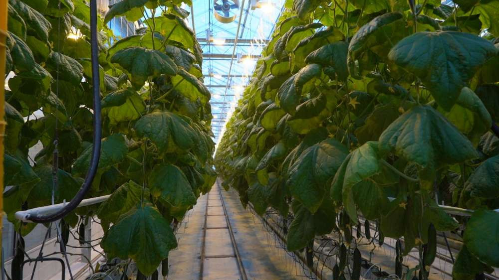 تصميم وتنفيذ أنظمة الري للمزارع في الرياض: خطوة بخطوة 3 تصميم وتنفيذ أنظمة الري للمزارع في الرياض: خطوة بخطوة – هوم جاردن لتنسيق الحدائق