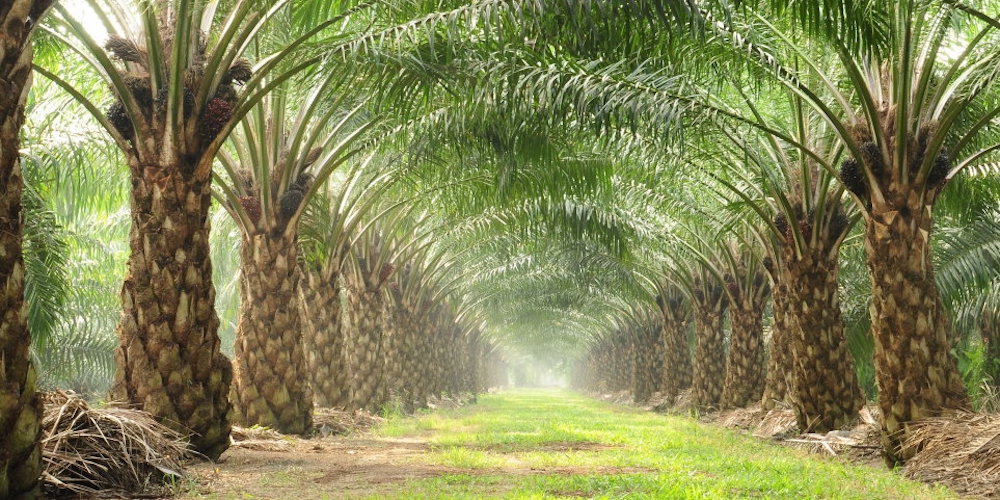 تكلفة تصميم وتركيب شبكة ري للنخيل في الرياض – هوم جاردن لتنسيق الحدائق