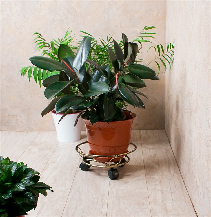 أفضل نباتات للحدائق الصغيرة : 10 نباتات مثالية – homegardensa.com