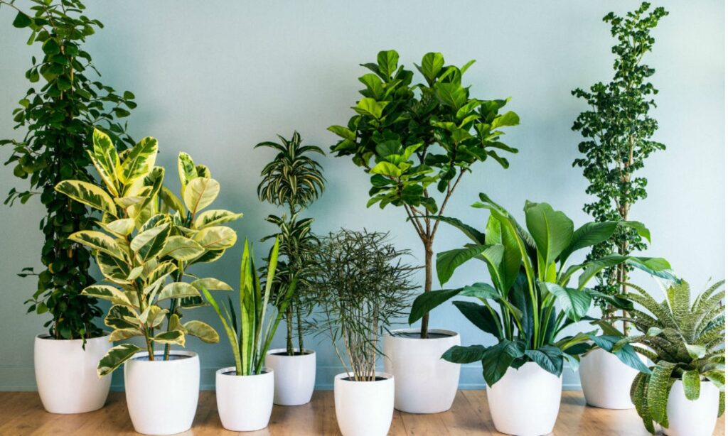 أفضل نباتات للحدائق الصغيرة : 10 نباتات مثالية – homegardensa.com