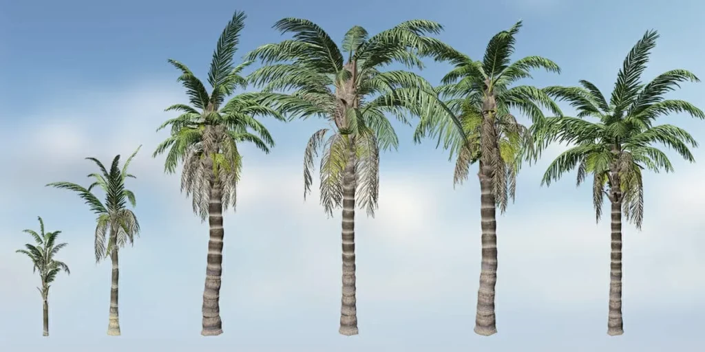 Queen Palm