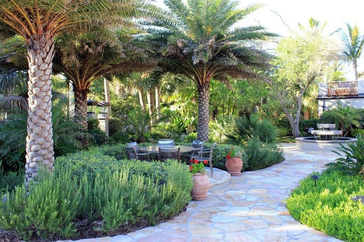 best palm trees for gardens