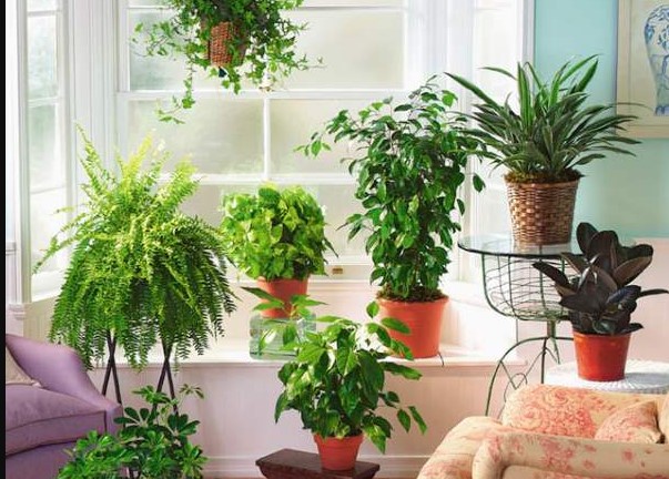 أفضل نباتات للحدائق الصغيرة : 10 نباتات مثالية – homegardensa.com