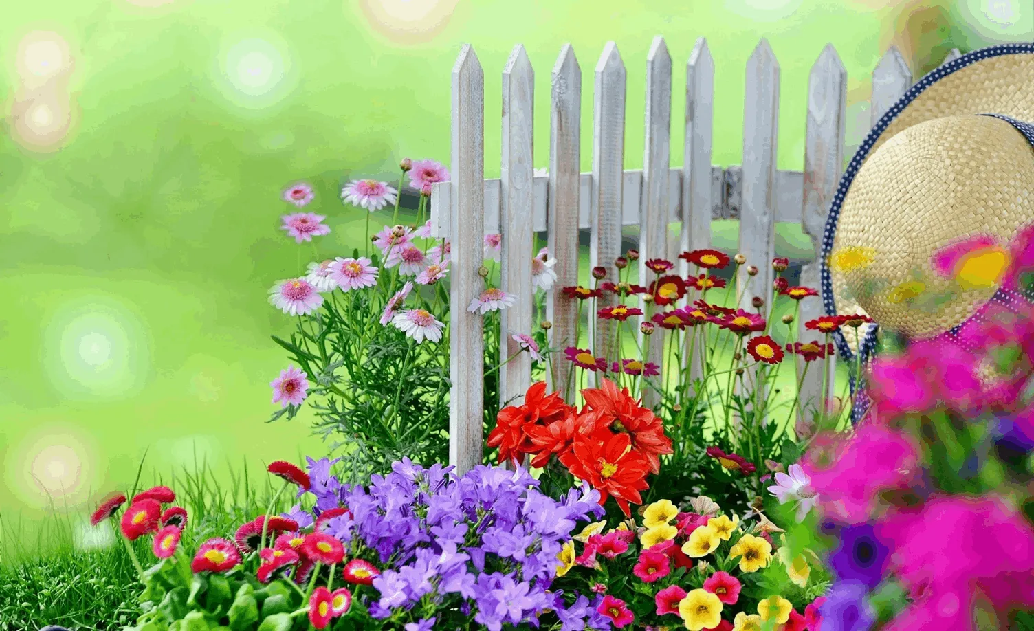 flowers garden