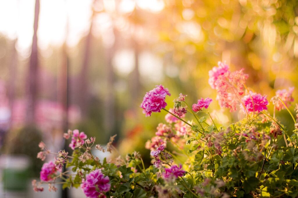 Flowers Garden Design by Home Garden Riyadh – homegardensa.com