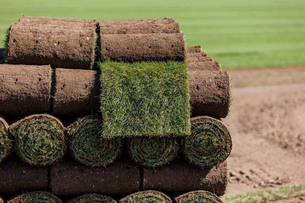 أفضل طرق زراعة رولات النجيل الطبيعي والعناية بها في السعودية – homegardensa.com